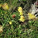 Anthyllis vulneraria L.<br />Fabaceae<br /><br />Vulneraria comune<br />Anthyllide vulnérarie<br />Echter Wundklee