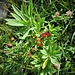 Daphne mezereum L.<br />Thymelaceae<br /><br />Dafne mezereo<br />Bois gentil<br />Ziland, Echter Seidelbast, Kellerhals