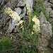 Saxifraga callosa Sm.<br />Saxifragaceae<br /><br />Sassifraga callosa<br />Saxifrage à feuilles en languette<br />Zungen-Steinbrech
