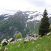 Alp Larecchia mit den Gipfeln zwischen Val Bavona und Bosco Gurin