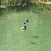 2 Enten mit Schattenwurf im ultraklaren Wasser