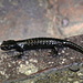 Alpensalamander (Salamandra atra). Er fühlt sich in der kühlen Schlucht der kleinen Melchaa offensichtlich wohl