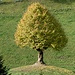 stimmige Baum-Landschaft-Kombination ...