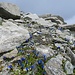 Am Fuss des Gipfelfelsen hat es hunderte Enziane. Einfach Wunderschön.