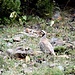 Chukarhuhn