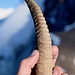 Horn einer Sibirischen Steingeiss 