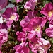 wild rose country