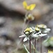Edelweiss - Allgegenwärtig in Kirgistans Bergen