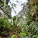 Eine mit Tau benetzte Astlose Graslilie (Anthericum liliago L.)