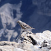 Eine Alpenbraunelle macht auf dem Gipfel des Oldenhorns ihre Aufwartung