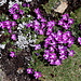 Im Abstieg vom Großvenediger - Wo kein Schnee mehr liegt, blühen hier und da Blumen. Diese, in der Nähe des Defreggerhauses, sehen "zwergprimelmäßig" aus.