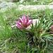 Alpen-Klee (Trifolium alpinum)