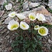 Gletscher-Hahnenfuss (Ranunculus glacialis)