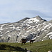 <b>Lo sguardo è rivolto spesso verso il Pizzo Lucendro, una delle più belle mete sci alpinistiche del Ticino.</b>