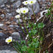 Alpen-Hahnenfuss (Ranunculus alpestris)