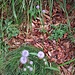 Jasione montana L.<br />Campanulaceae<br /><br />Vedovella annuale<br />Jasione des montagnes<br />Berg-Jasione, Berg-Sandrapunzel, Heilkraut