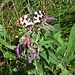 Melanargia galathea<br />Nymphalidae<br /><br />Galatea<br />Demi-deuil<br />Schachbrett (Schmetterling)