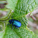 Blauer Käfer