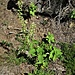 Teucrium scorodonia L.<br />Lamiaceae<br /><br />Camedrio scorodonia<br />Sauge des bois, Germandrée des bois<br />Salbeiblättriger Gamander