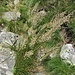 Calamagrostis varia (Schrad.) Host<br />Poaceae<br /><br />Cannella comune<br />Calamogrostide bigarée<br />Buntes Reitgras, Berg_Reitgras