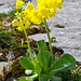 Aurikel, Flüeblüemli (Primula auricula)