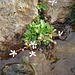 Saxifraga stellaris L.<br />Saxifragaceae<br /><br />Sassifraga stellata<br />Saxifrage étoilée<br />Sternblütiger Steinbrech