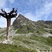 pittoresker Baum; dahinter Piz Saluver