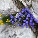 Blumen in den Felsen am Grießkopf.