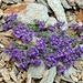 Very colorful flowers in the scree.
(Linaria alpina)