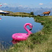 Cambiamenti climatici!? Fenicottero rosa nel laghetto dell'Alpe Piazza.
