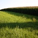 Am Rand eines großen Maisfelds.