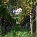 Grapevines in Mels