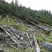 Im Nationalpark darf das abgestorbene Holz weiterhin der Natur dienen