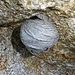 nido di vespe