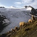 Schafe im Anstieg zur Similaunhütte