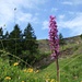 unzählige Orchideen auf Blatten, vor dem Band zur Alp Zingel