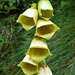 Bella da morire: Digitalis lutea