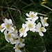 krönender Abschluss des Blumen-Reigens: narzissblättrige Anemone
