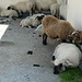 ... wo die Schafe den Schatten aufsuchen ...