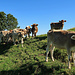 Kühe gehören zur Appenzeller Landschaft