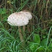 Parasol am Wegesrand