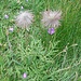 <b>Anemone alpina</b> (Pulsatilla alpina).