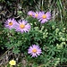 <b>Astro</b> (Aster alpinus).<br />il nome deriva dal latino "astrum", stella. Si riferisce alla disposizione raggiata dei fiori ligulati esterni.<br />Nei giardini si coltiva una varietà chiamata Aster amellus (Settembrini).