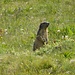 One of the numerous marmots I saw or heard.