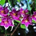 orchidaceae ??? campra lucomagno 25 07 2019.<br />Elleborine violacea (Epipactis atrorubens)
