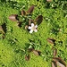 A small flower on moss