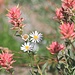 Paintbrush and a subspecies of the Aster alpinus (Alpine aster)