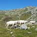 Schafe siedeln am Schafsiedel