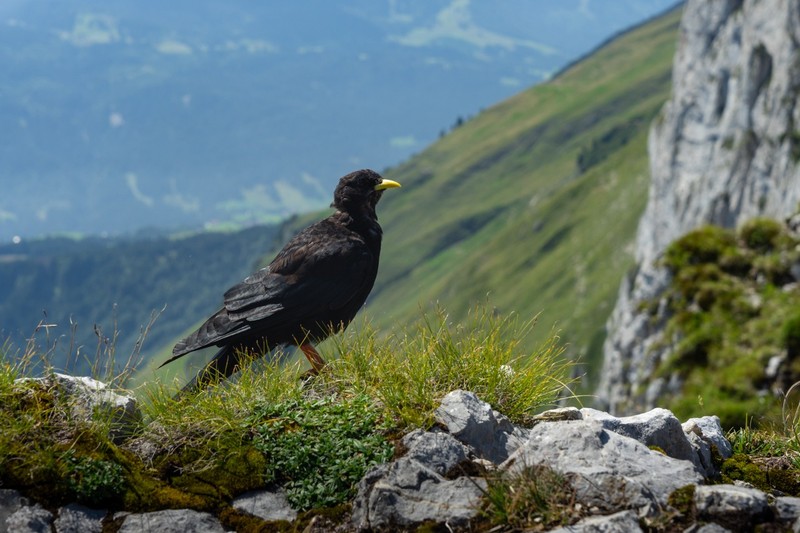 Schmal - Schmaler - Schmales Südrippli - Fotos [hikr.org]