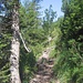 Der Anstieg zur Fraßenhütte verläuft erst im Wald bevor das Terrain steiniger wird.